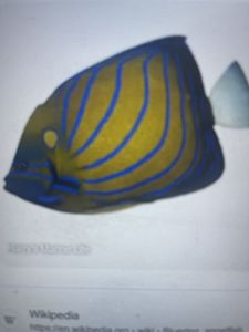 Galibore Adventure: Thrilling Fishing Quest in a Natural Wonderland