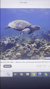 Thrilling Inshore Fishing Adventure in Gulf Shores