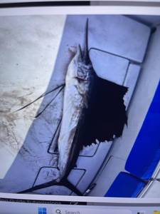 Epic King Mackerel Battle: Butler Beach Fishing Frenzy in May