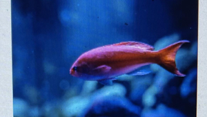 Butler Beach Fishing Frenzy - Reeling in Underwater Treasures