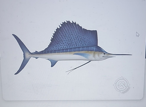 Sailfish Showdown: Angler Triumphs in Jacksonville's Inshore Bounty