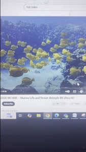 "Fishing Frenzy: A Day of Diverse Delights on the Florida Waters"