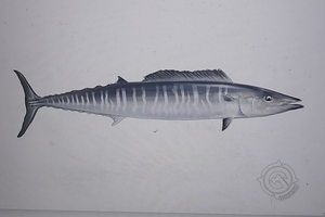 Wahoo Madness on Singer Island - Offshore Fishing Charter Extravaganza