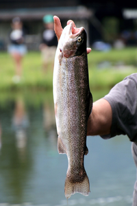 Sunrise Trout Bonanza: Butler Beach Surprises in June