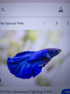 Sailfish Surprise: Gulf Shores Inshore Adventure Defies Expectations