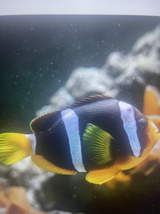 Butler Beach Deep Sea Adventure - Reeling in Mahi, Tuna, and More