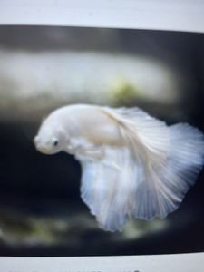 AECS Adventure: Goldfish, Catfish, and the Thrill of the Catch