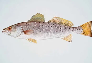 Butler Beach Speckled Trout Action - Ray Chaters Summer Trip