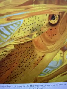 Trout Tango on the Block C River - An Unforgettable Angling Adventure