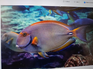 Backwater Fishing Adventure with Cruises12 and Ray Charters