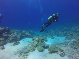 Serene Underwater Odyssey: A Scuba Diving Expedition
