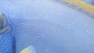 Cauvery River Carp Fishing Adventure: A Day of Thrills and Natural Beauty