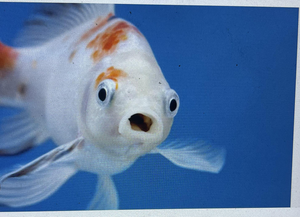 Galibore Fishing Adventure: Carp, Carp, and More Carp!