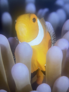 Angling Adventure on the Kaveri: Reeling in Excitement and Memories