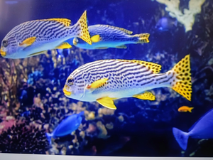 Thrilling Galibore Fishing Escapade: A Day on the Waves