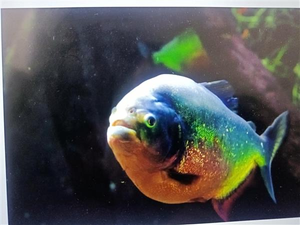 Reel in the Adventure: A Fishing Excursion at Butler Beach