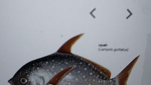 Goldfish Galore: Shivamogga Fishing Adventure Yields Unexpected Delight