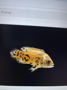 Jacksonville Inshore Fishing Adventure - Reeling in the Excitement