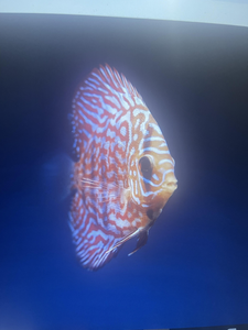 West Palm Waterside Wonders - Snapper, Parrotfish, and More!