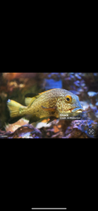 Reel in the Thrill: A Successful Inshore Fishing Expedition with Ray Charters