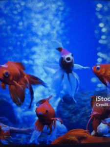 Fishing in AECS Layout: An Unforgettable Aquatic Adventure