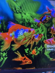 "Fluid Fly Fishing and Unforgettable Riverside Memories: A Day on the AECS Layout River"