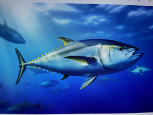 Kaveri River Basin Yellowfin Tuna - 4 Hour Backcountry Adventure