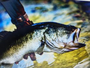 Ray shetty premium.reviews 