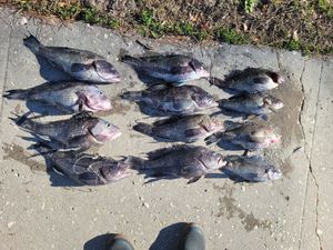 Offshore Adventure: Testing the Engines and Reeling in Big Catches