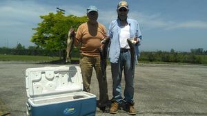 Lake Erie Walleye Success – Another Great Day with Grumpy’s Charters!
