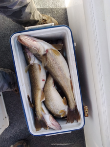 Good Day Fishing At Lake Erie 