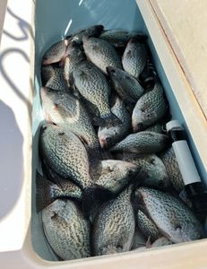 Clarks Hill Crappie Fishing Success!