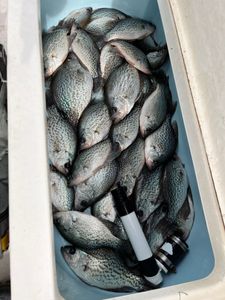 Crappie are us!!