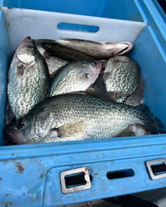Best Crappie Fishing on Clarks Hill Lake!