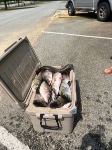 Trophy Fishes Caught : Clarks Hill Lake Fishing