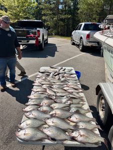 Table full of South Carolina crappie