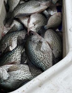Georgia Crappie Fishing! Full Cooler Days are here
