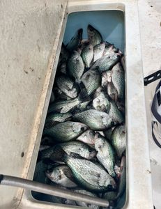 Guided crappie trips