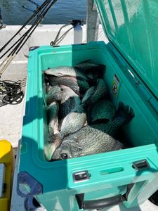 Clarks Hill Lake Crappie