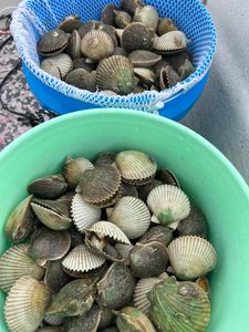 Finding the Bites That Matter!