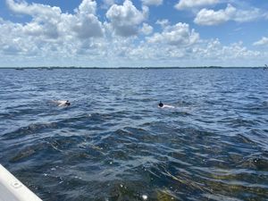 Snorkeling season in Tampa's waters.