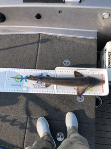 St. Croix River Fishing Report