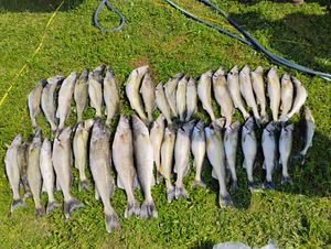 Big Fish and Good Times with the Allen County Crew