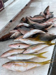 Reef action and happy repeat anglers