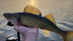 Leech Lake Walleye Fishing Guide Trips