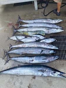 Tuna, Wahoo, Snapper, from our offshore fishing
