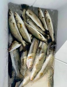 Trout limit in Shell Beach