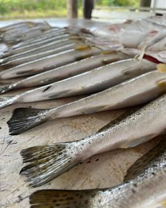 South Louisiana trout slam