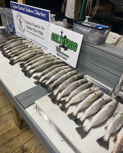 Full table of Hopedale, Louisiana speckled trout. 