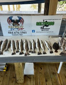 One man limit of trout near Hopedale